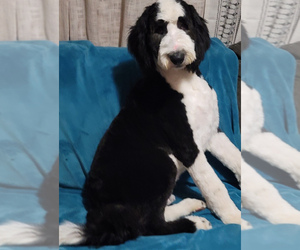 Sheepadoodle Puppy for Sale in KANSAS CITY, Missouri USA