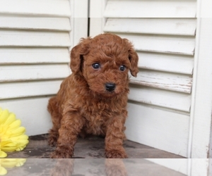 Poodle (Toy) Puppy for sale in FREDERICKSBURG, OH, USA