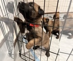 Small Photo #23 Belgian Malinois Puppy For Sale in NASHVILLE, TN, USA