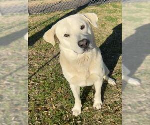 Labrador Retriever Dogs for adoption in Texas City, TX, USA