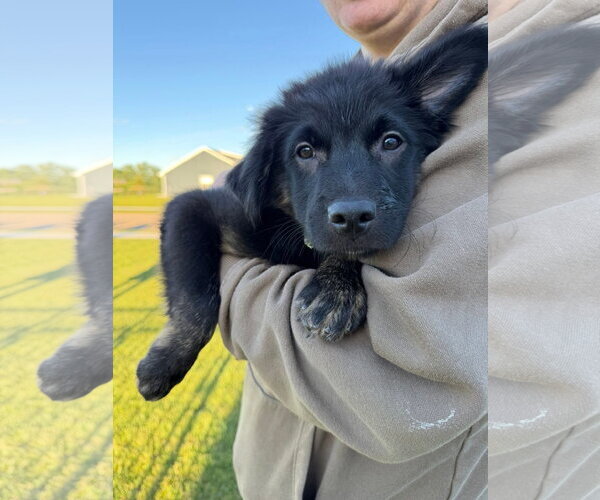 Medium Photo #3 Australian Shepherd-Unknown Mix Puppy For Sale in New London, WI, USA