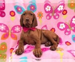 Small Photo #2 Vizsla Puppy For Sale in LANCASTER, PA, USA