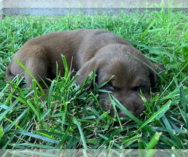 Medium Photo #16 Labrador Retriever Puppy For Sale in SENECA, KS, USA