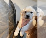 Small Photo #11 Labrador Retriever Puppy For Sale in CHEHALIS, WA, USA