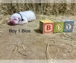 Small #4 Great Pyrenees