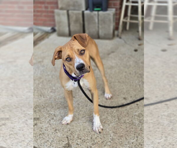 Medium Photo #3 Boxer-Unknown Mix Puppy For Sale in Bardstown, KY, USA