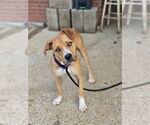 Small #2 Boxer Mix