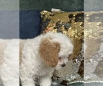 Small #3 Cavapoo (Miniature)