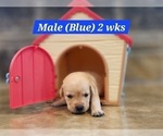 Small #12 Labrador Retriever