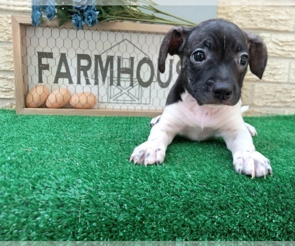 Medium Photo #4 French Bullhuahua Puppy For Sale in CARTHAGE, TX, USA