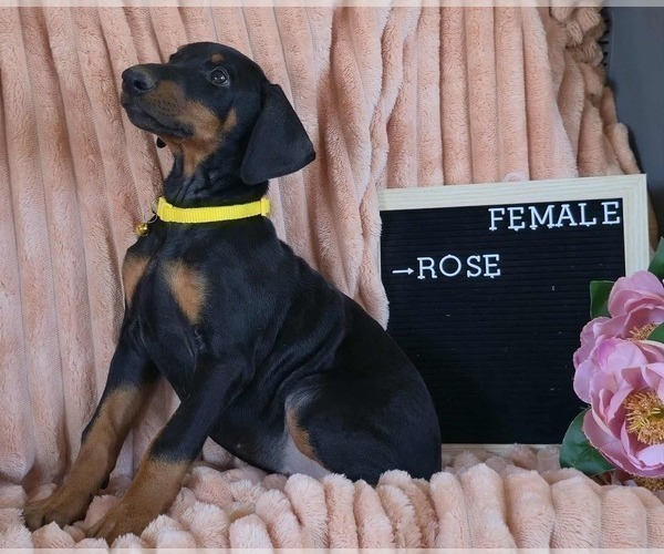 Medium Photo #2 Doberman Pinscher Puppy For Sale in POMEROY, OH, USA