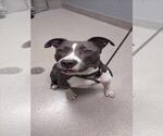 Small American Pit Bull Terrier Mix