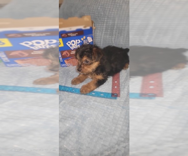 Medium Photo #331 Yorkshire Terrier Puppy For Sale in AKRON, OH, USA