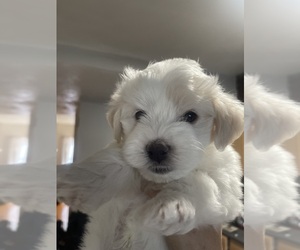 Maltese Puppy for sale in BOSTON, MA, USA