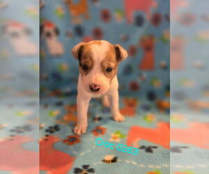 Mutt Dogs for adoption in Foristell, MO, USA