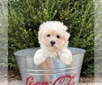 Gina - Female Maltese Puppy for Sale - Photo #3
