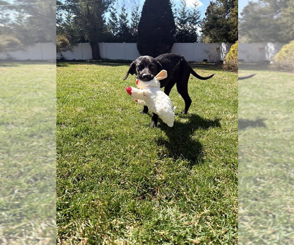 Medium Photo #5 Labrador Retriever-Unknown Mix Puppy For Sale in New York, NY, USA