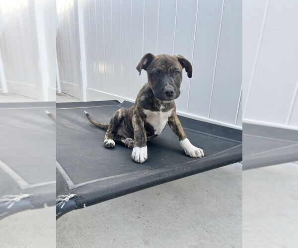 Medium Photo #10 Boxer-Unknown Mix Puppy For Sale in Dana Point, CA, USA