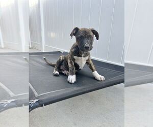 Lennox - Male Boxer-Unknown Mix Dog for Adoption - Photo #10
