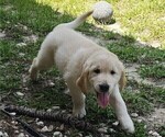 Small #1 English Cream Golden Retriever