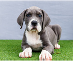Small Photo #115 Great Dane Puppy For Sale in WAKARUSA, IN, USA