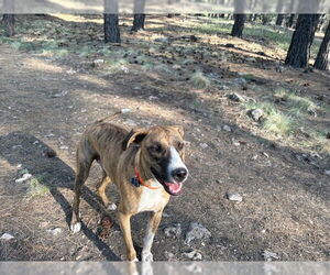 Boxer-Unknown Mix Dogs for adoption in Chandler, AZ, USA
