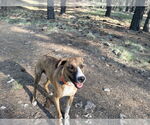Small Boxer Mix