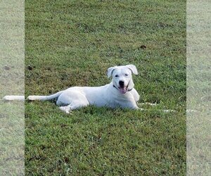 SALVADOR - Male Boxer-Huskies  Mix Dog for Adoption - Photo #6