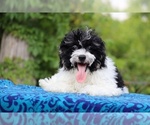 Image preview for Ad Listing. Nickname: Rowan