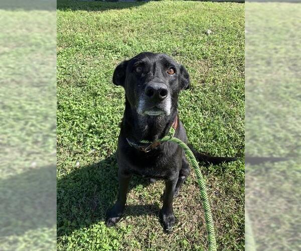 Medium Photo #2 Labrador Retriever Puppy For Sale in Corpus Christi, TX, USA