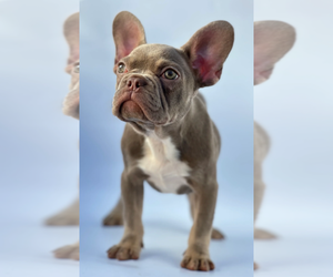 French Bulldog Puppy for sale in SANTA MONICA, CA, USA