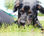 Small #1 Mutt