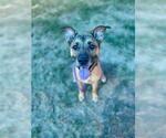 Small #1 German Shepherd Dog Mix