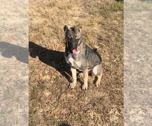 German Shepherd Dog-Unknown Mix Dogs for adoption in Brewster, NY, USA