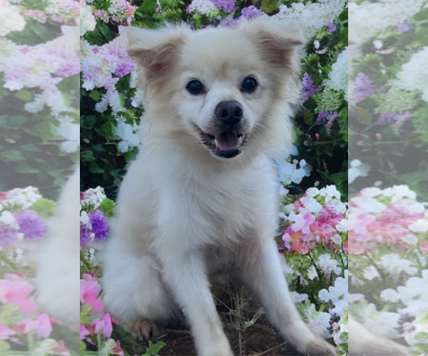 Medium Photo #2 Pomeranian-Unknown Mix Puppy For Sale in Newport Beach, CA, USA