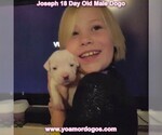 Small Photo #51 Dogo Argentino Puppy For Sale in PINEVILLE, MO, USA