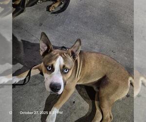American Staffordshire Terrier-Unknown Mix Dogs for adoption in San Antonio, TX, USA