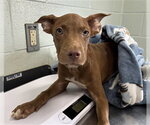 Small Labrador Retriever Mix