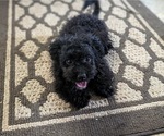 Small Photo #3 Goldendoodle (Miniature) Puppy For Sale in KIRKWOOD, PA, USA