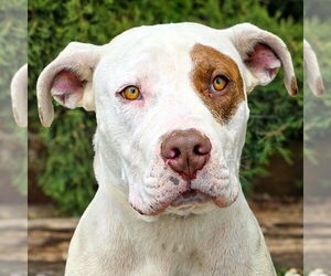 American Staffordshire Terrier Dogs for adoption in Albuquerque, NM, USA