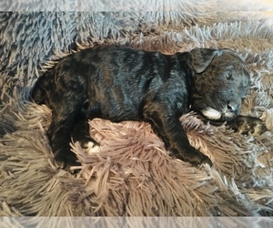 Poodle (Standard) Puppy for sale in KEARNEY, MO, USA
