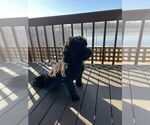 Small Photo #4 Portuguese Water Dog Puppy For Sale in OAKLAND, MI, USA