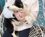 Small Photo #8 Australian Shepherd Puppy For Sale in SYLVA, NC, USA