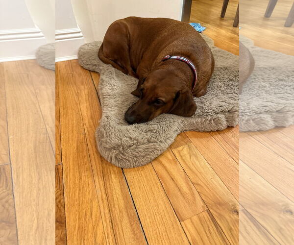 Medium Photo #5 Redbone Coonhound-Unknown Mix Puppy For Sale in Westwood, NJ, USA