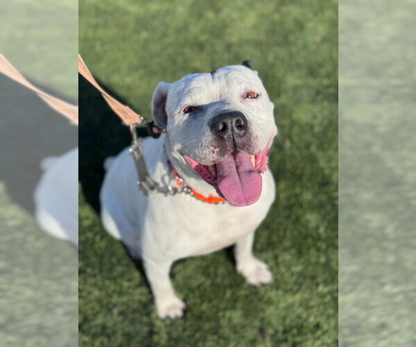 Medium Photo #7 American Staffordshire Terrier Puppy For Sale in Lake Forest, CA, USA