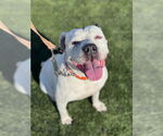 Small #6 American Staffordshire Terrier