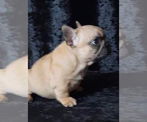 French Bulldog Puppy for sale in AUSTIN, TX, USA