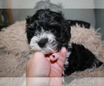 Small Photo #5 Maltese-Schnoodle (Miniature) Mix Puppy For Sale in PUEBLO WEST, CO, USA