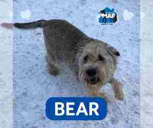 Unknown-Wheaten Terrier Mix Dogs for adoption in Binghamton, NY, USA