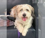 Small Havanese Mix